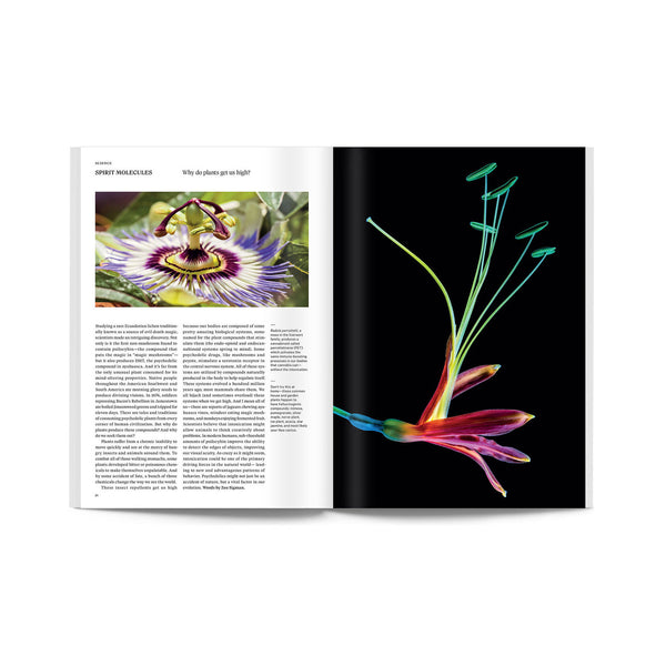 Broccoli magazine Issue 6 – BULLPEN